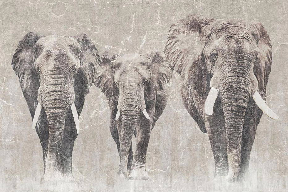 Africa 13AF01 wallpaper by LondonArt