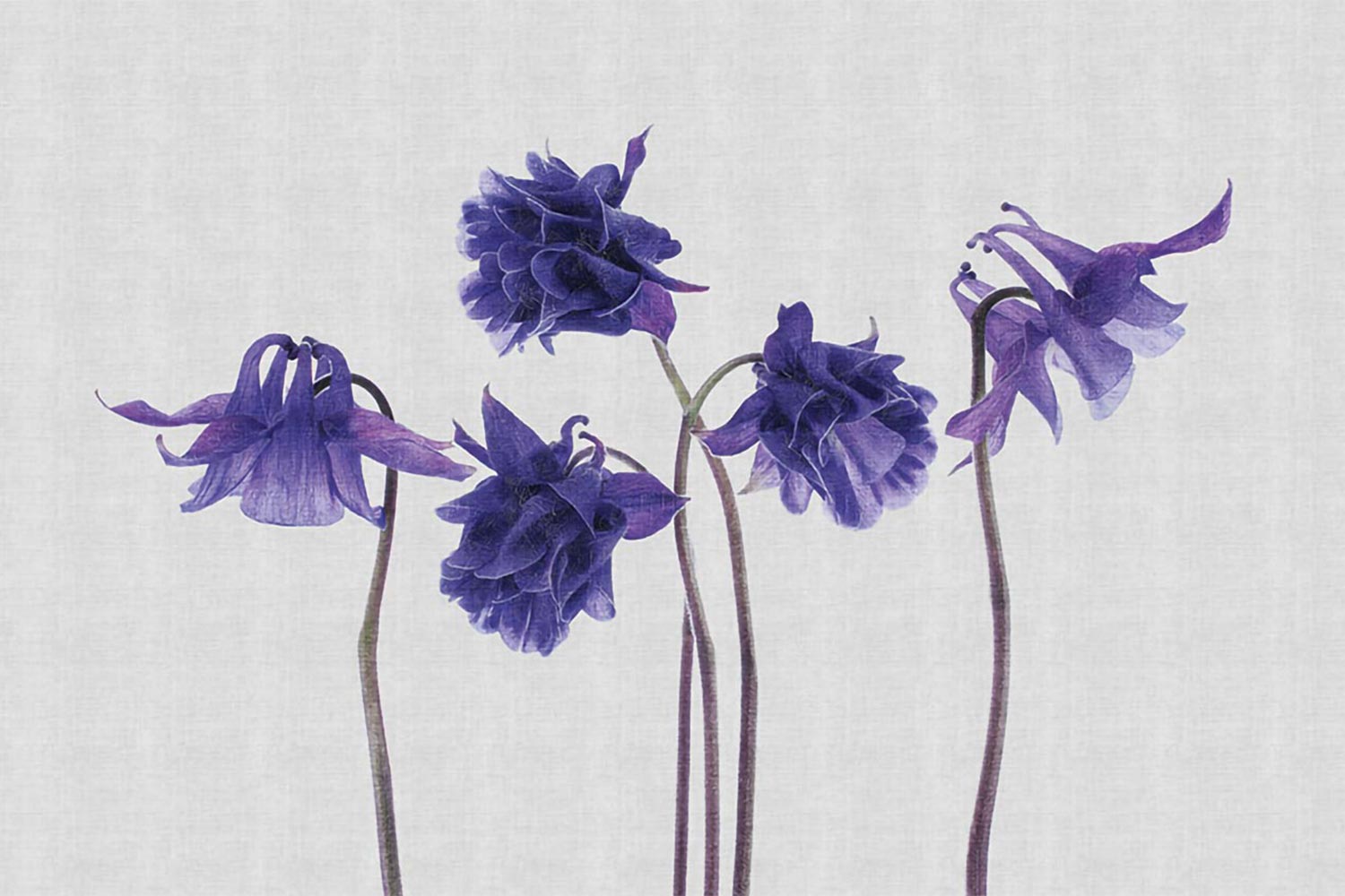 Campanula 13CP01 wallpaper by LondonArt