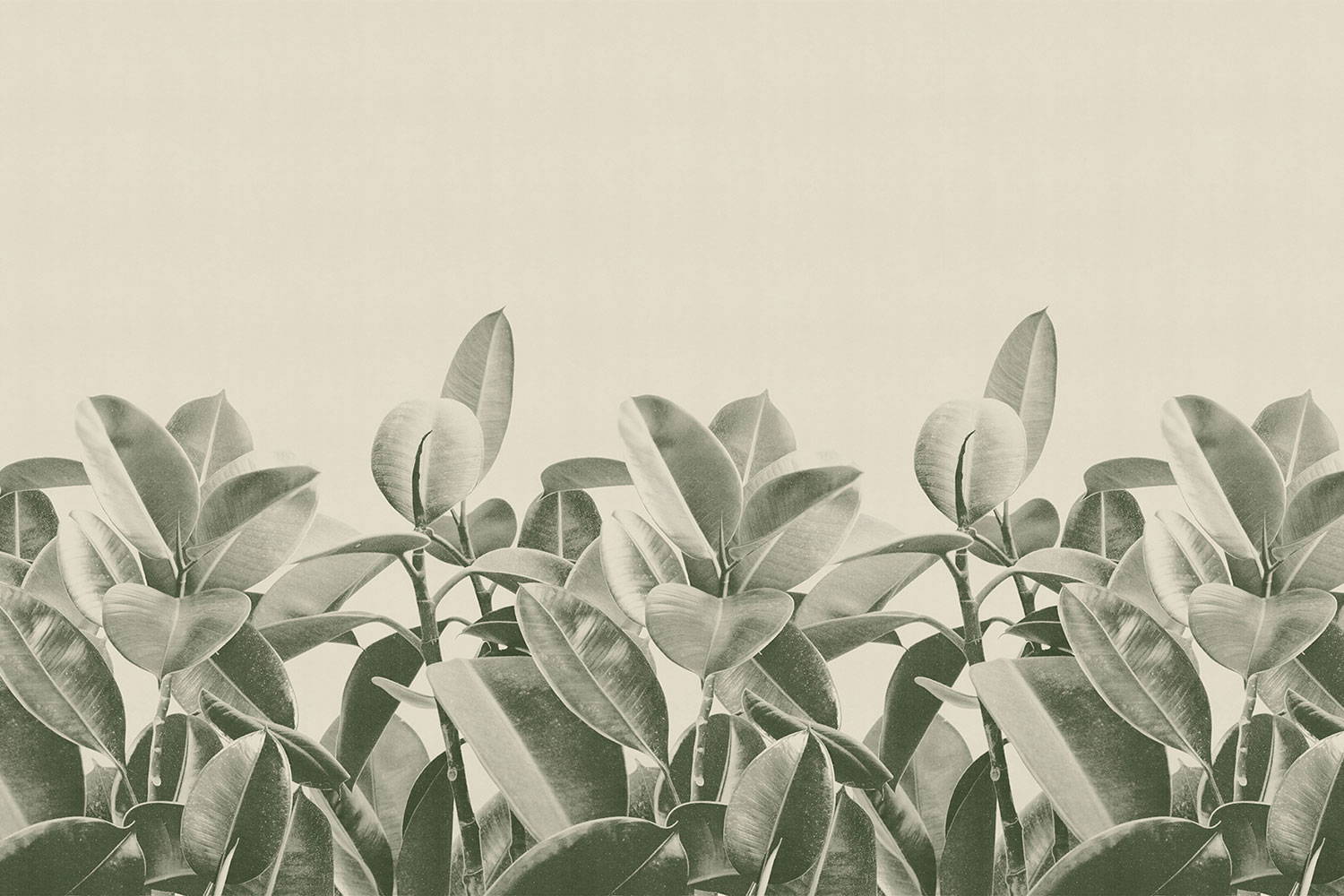 Rubber Plant 18056 wallpaper in 18056_1 color
