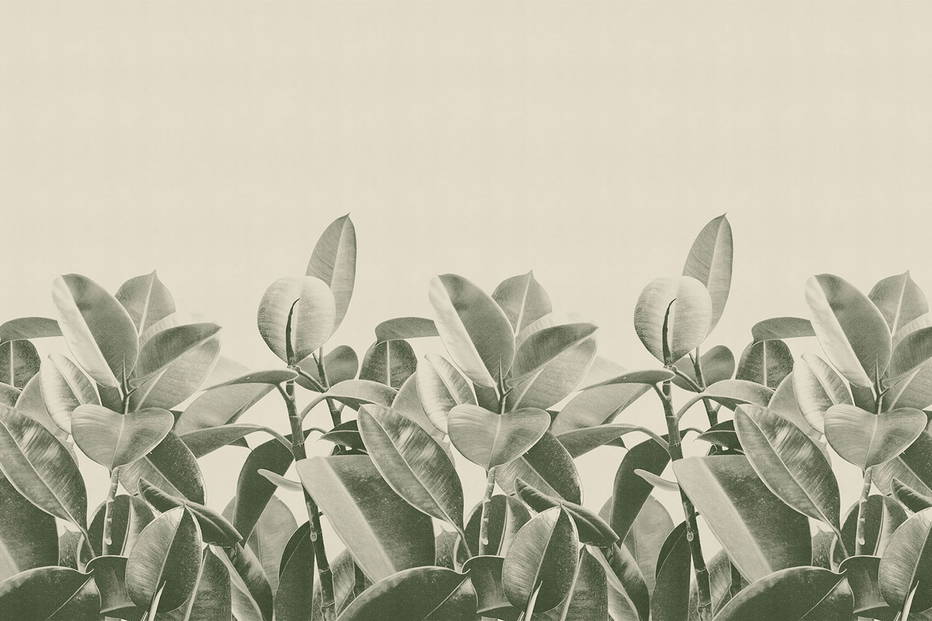 Rubber Plant 18056 wallpaper in 18056_1 color
