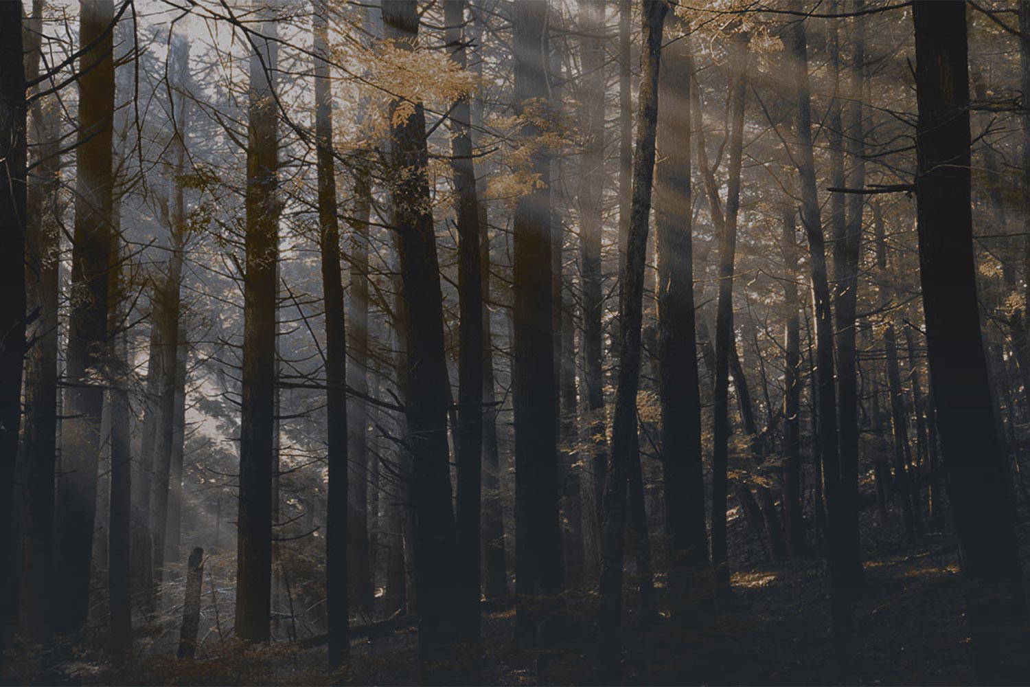 Canadian Forest DSQ2W01 Wallpaper