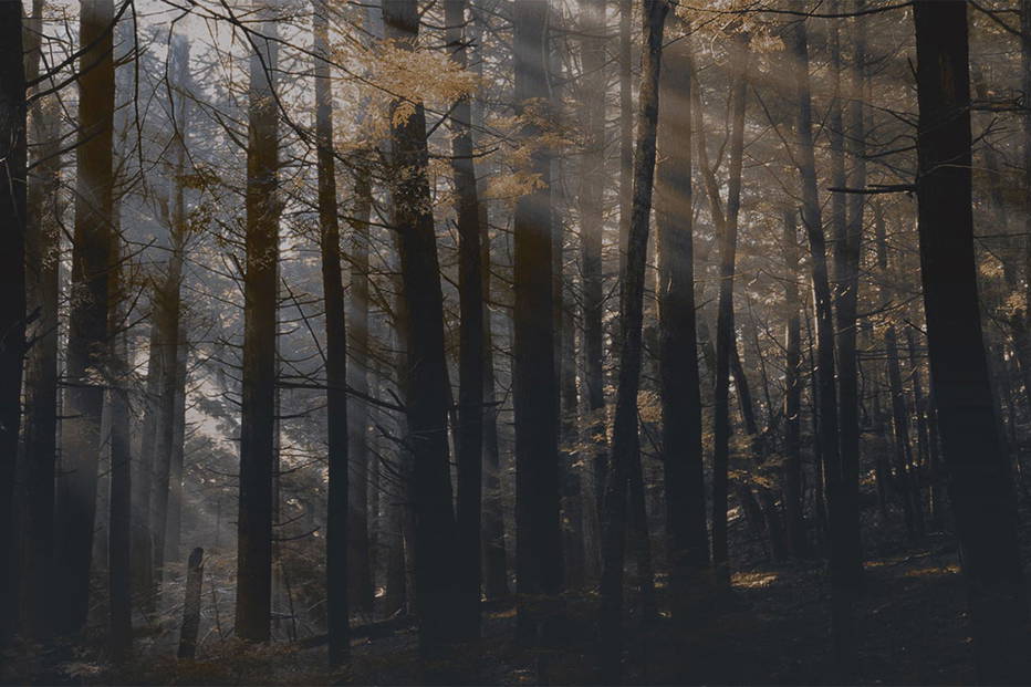Canadian Forest DSQ2W01_1 wallpaper 