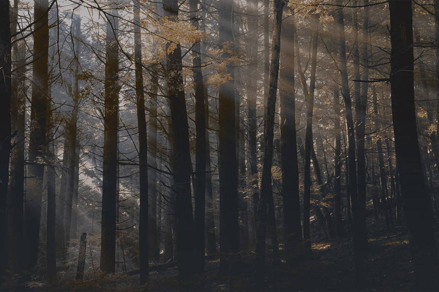 Canadian Forest DSQ2W01 Wallpaper